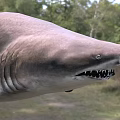 Large Grey Shark With Sharp Teeth Swimming In Marine Ecosystem
