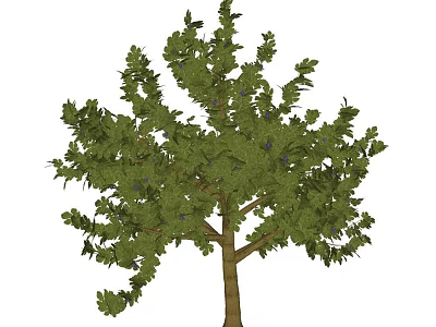 Modern Tree Plants 3d model