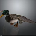 Mallard Duck With Green Head Yellow Beak And Spread Wings Standing On Gray Background