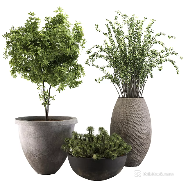Decorative Lush Green Bonsai Potted Plants With Textured Ceramic Pots And Thriving Foliage 3d model 