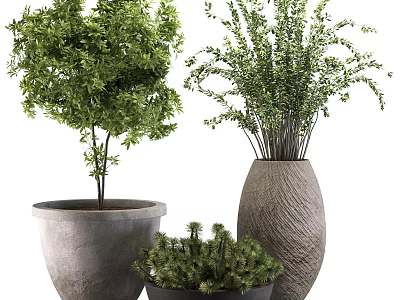 Decorative Lush Green Bonsai Potted Plants With Textured Ceramic Pots And Thriving Foliage 3d model