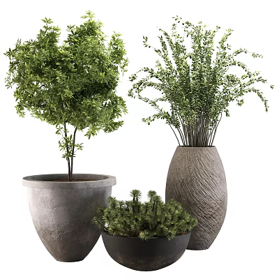 Decorative Lush Green Bonsai Potted Plants With Textured Ceramic Pots And Thriving Foliage 3d model