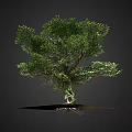 Lush Tree With Green Foliage Entangled Vines Exposed Roots On Reflective Base Against Dark Background