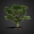 banyan tree green plant trees forest trunk 3d model