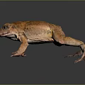 Frog Poison Frog Game Frog Reptile Cold Blooded Animal Reptile 3d model