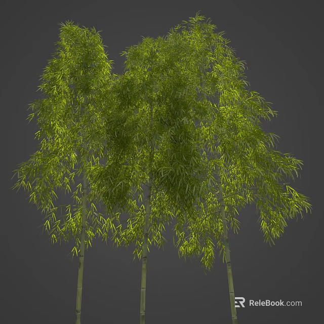 Lush Green Bamboo Trees With Long Drooping Leaves And Slender Trunks Against Gray Backdrop 3d model 