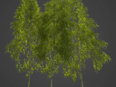 Lush Green Bamboo Trees With Long Drooping Leaves And Slender Trunks Against Gray Backdrop 3d model