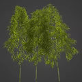 Lush Green Bamboo Trees With Long Drooping Leaves And Slender Trunks Against Gray Backdrop