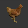 Brown Hen With Red Comb Feathered Body Standing On Dark Shiny Surface 3d model