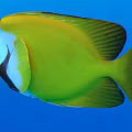 Vibrant Yellow White And Black Fish Swimming With Colorful Fins In Blue Water