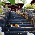 Garden Landscape Featuring Stone Steps Beagle Dog Traditional Red Pavilion And Green Foliage