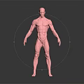 Detailed Medical Device 3D Human Muscle Anatomy Model For Educational Demonstration