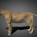3D Lioness Model Standing Side View With Light Brown Fur And Detailed Shadow