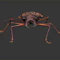 Colorful Beetle With Red And Yellow Stripes And Large Mandibles On Black Background