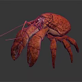 Red Lobster With Large Claws On Dark Background Showing Reflection