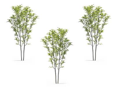 Three Arbor Trees with Green Leaves and Slender Trunks on White Background 3d model