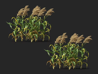Lush Herbaceous Plants With Green Leaves And Brown Spiked Blooms In Natural Growth 3d model