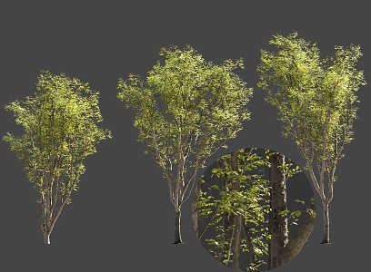 Bushy Garden Tilia Tree Landscape Solitary Tree Planting National Style Ancient Trees Street Trees 3d model