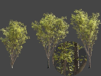 Bushy Garden Tilia Tree Landscape Solitary Tree Planting National Style Ancient Trees Street Trees 3d model