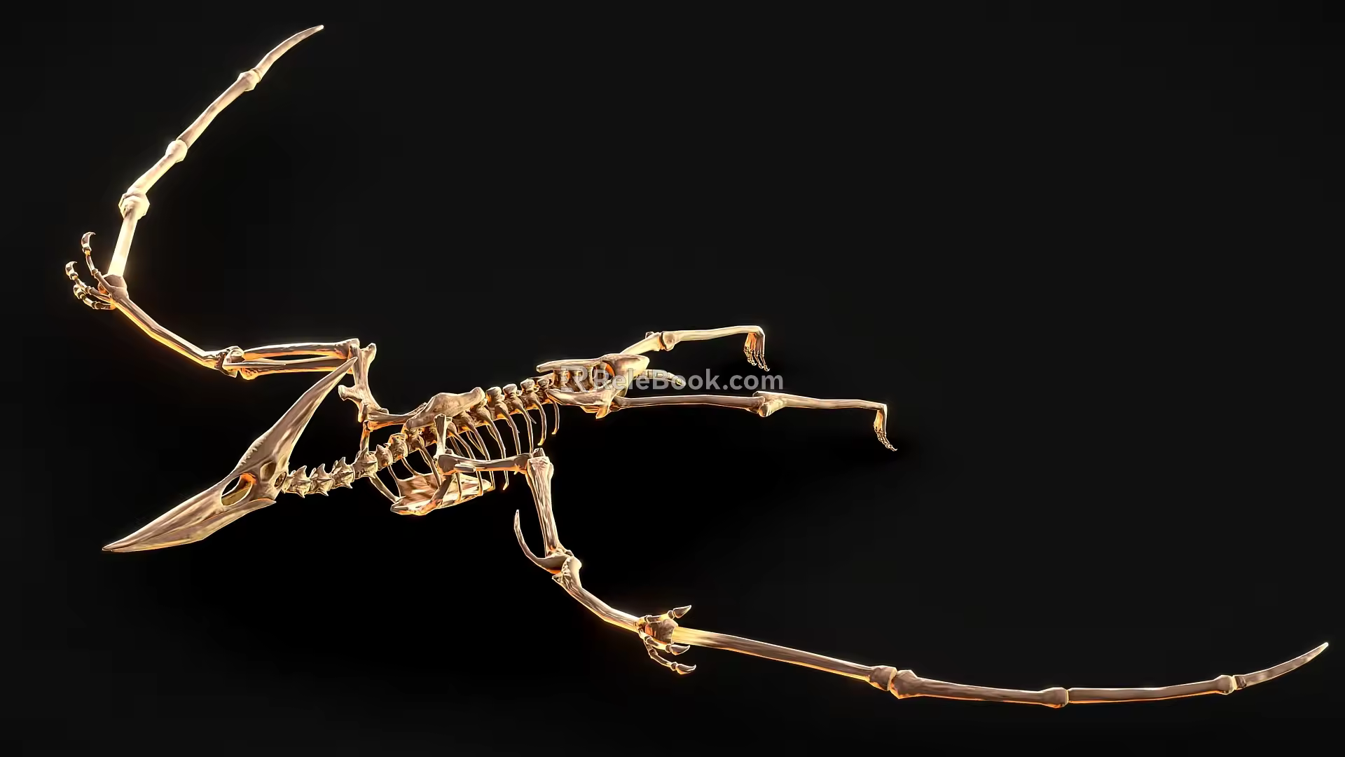 Dinosaur Fossil 4 Pterosaur Dinosaur Skeleton Dinosaur Skeleton 3d model