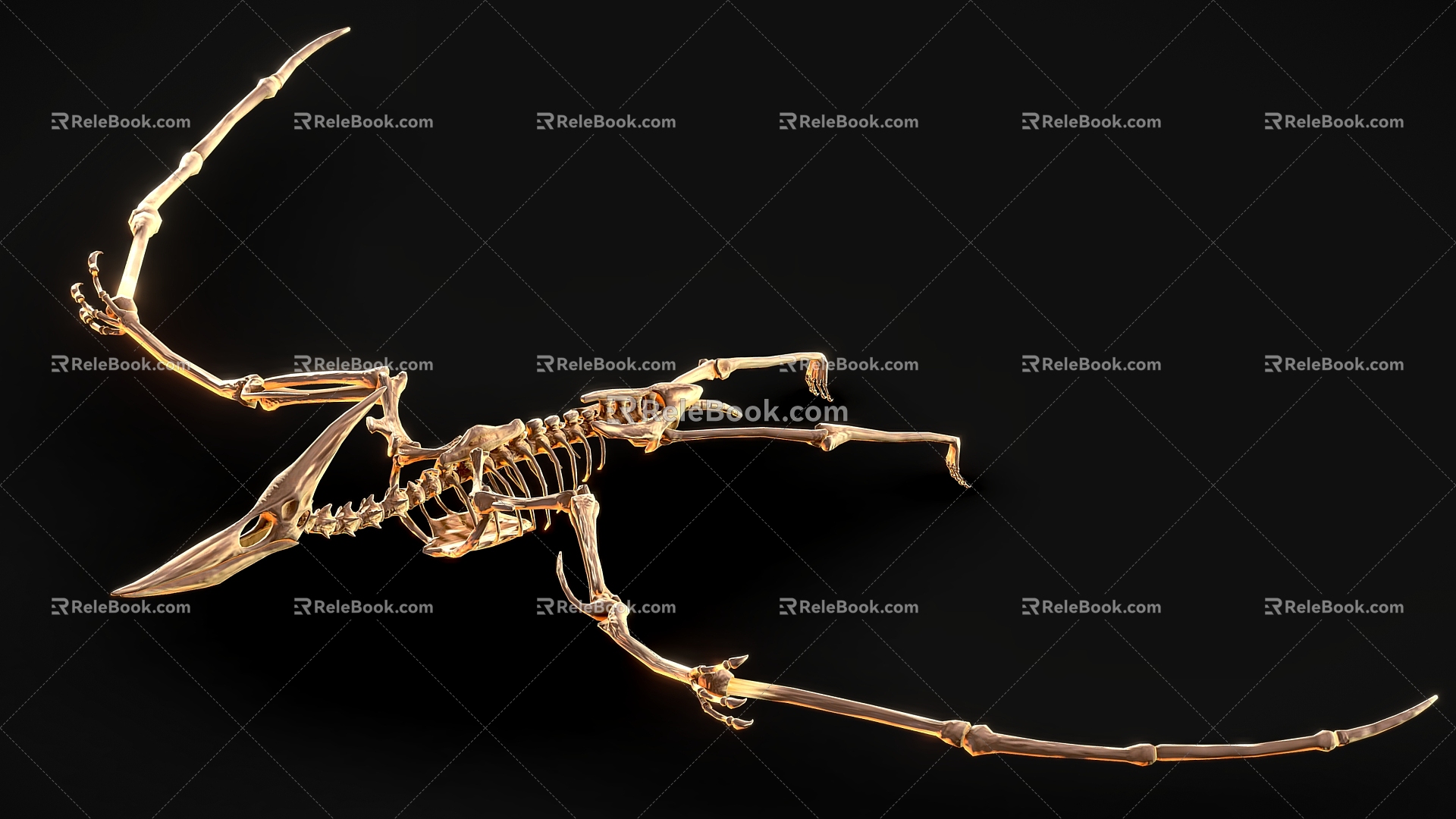 Dinosaur Fossil 4 Pterosaur Dinosaur Skeleton Dinosaur Skeleton 3d model