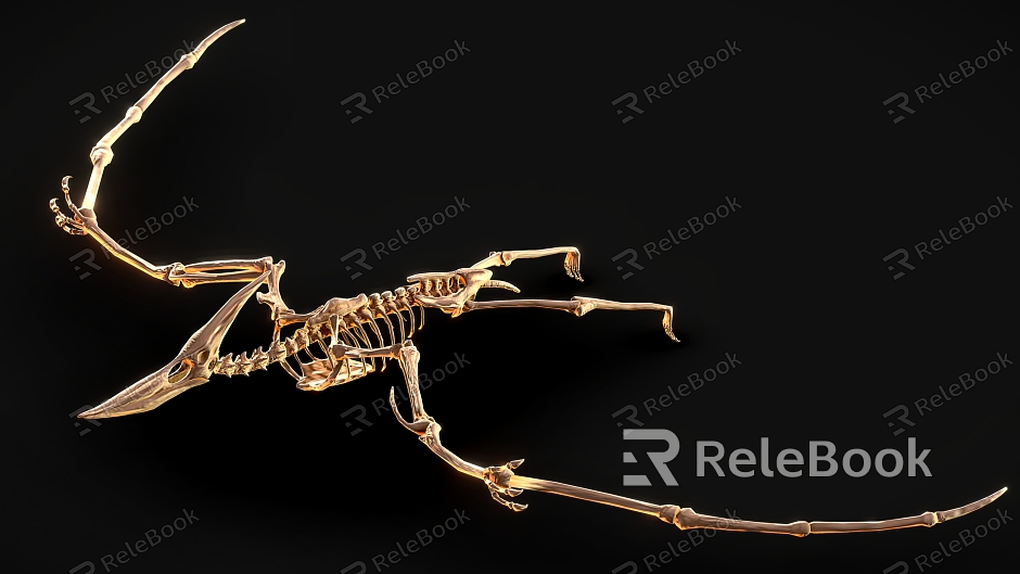 Dinosaur Fossil 4 Pterosaur Dinosaur Skeleton Dinosaur Skeleton model