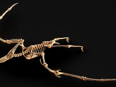 Dinosaur Fossil 4 Pterosaur Dinosaur Skeleton Dinosaur Skeleton model