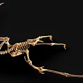 Dinosaur Fossil 4 Pterosaur Dinosaur Skeleton Dinosaur Skeleton 3d model