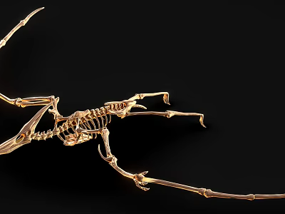 A Detailed Golden Flying Animal Skeleton Display on Black Background 3d model