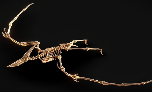 Dinosaur Fossil 4 Pterosaur Dinosaur Skeleton Dinosaur Skeleton 3d model