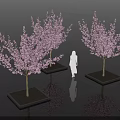 Ornamental Flowering Arbor Trees With Pink Blossoms In Square Planters And Human Silhouette Reflections