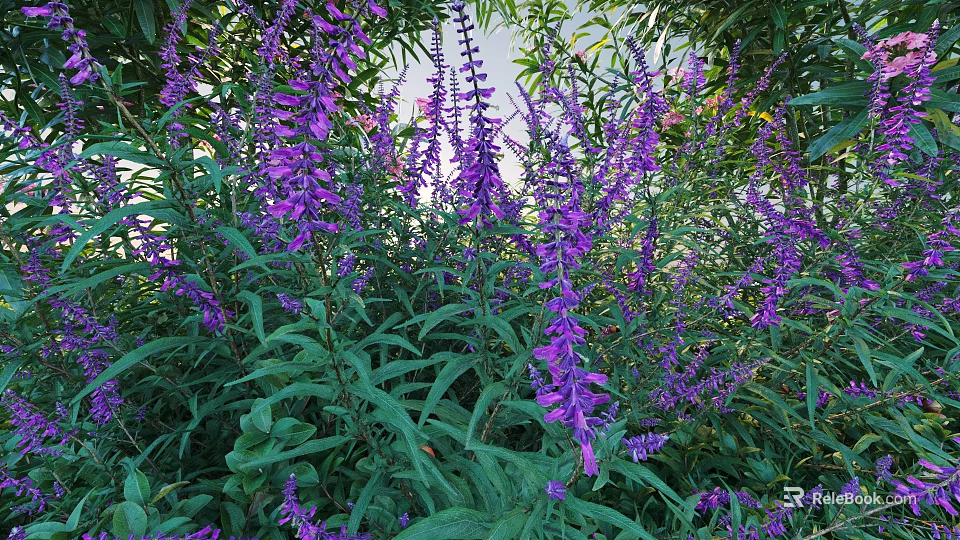 Lush Purple Flowering Shrub With Green Leaves In Outdoor Garden Space 3d model 