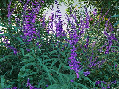 Lush Purple Flowering Shrub With Green Leaves In Outdoor Garden Space 3d model