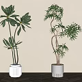 Two Bonsai Potted Plants in White Ceramic Planters on Wooden Table Against Light Colored Wall