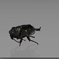 Black and white spotted beetle with detailed exoskeleton and extended legs isolated on gray background