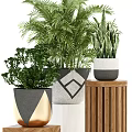 Bonsai Potted Plants with Various Green Foliage Geometric Patterned Black White Gold Pots Wooden Stands