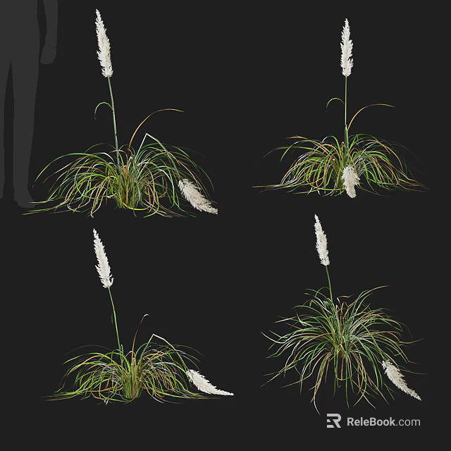 Various Ornamental Grasses With Long Green Leaves And White Flower Spikes For Garden Decoration 3d model 