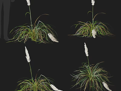 Various Ornamental Grasses With Long Green Leaves And White Flower Spikes For Garden Decoration 3d model