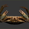 Brown Crab With Large Claws Isolated On Dark Background Showing Detailed Texture And Reflection