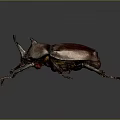 Isolated Maroon Horned Beetle with Detailed Legs on Dark Gradient Background