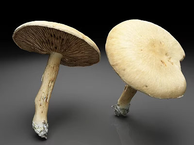 Light yellow shiitake wild mushroom mushroom plant 3d model