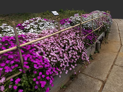 Vibrant Mixed Flowers Blooming In Garden Bed With Bamboo Fence And Pathway 3d model