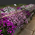 Vibrant Mixed Flowers Blooming In Garden Bed With Bamboo Fence And Pathway
