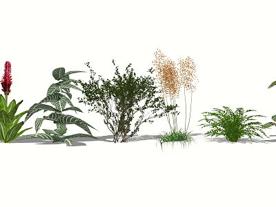 Modern Shrub Landscape Plant Shrub model