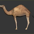 Light Brown Dromedary Camel Standing On Dark Background With Reflective Surface