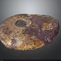 Natural Polished Ammonite Fossil With Colorful Purple Orange Brown Textured Surface