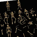Multiple Golden Human Skeleton Models With Scattered Limbs And Bones 3d model