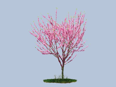 Vibrant Pink Blossom Tree with Slender Branches and Green Grass Base 3d model