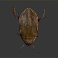 Close Up View Of Brown Beetle With Red Legs And Antennae On Reflective Dark Background