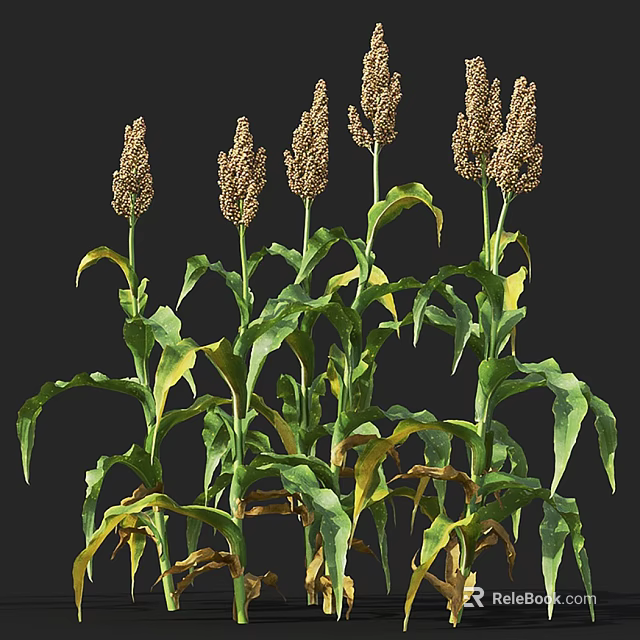 Healthy Sorghum Plants With Green Leaves And Brown Panicles In Growth 3d model 